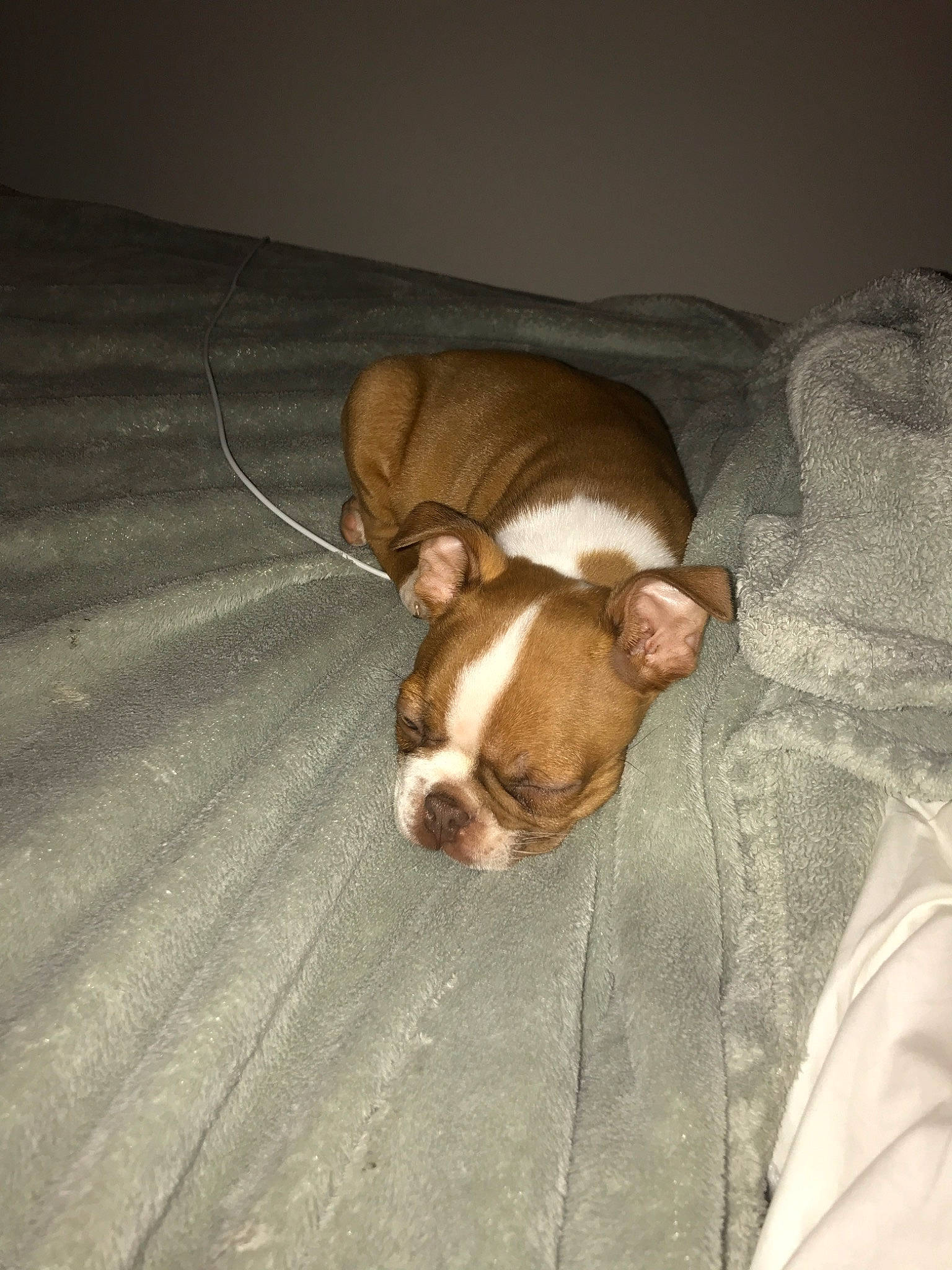 Gronk is registered to the contest to win money with this photo: australian_bulldog, boston_terrier, canidae, carnivore, companion_dog, dog, dog_breed, ear, fawn, mammal, non_sporting_group, old_english_bulldog, olde_english_bulldogge, puppy, puppy_love, skin, snout, toy_bulldog, valley_bulldog