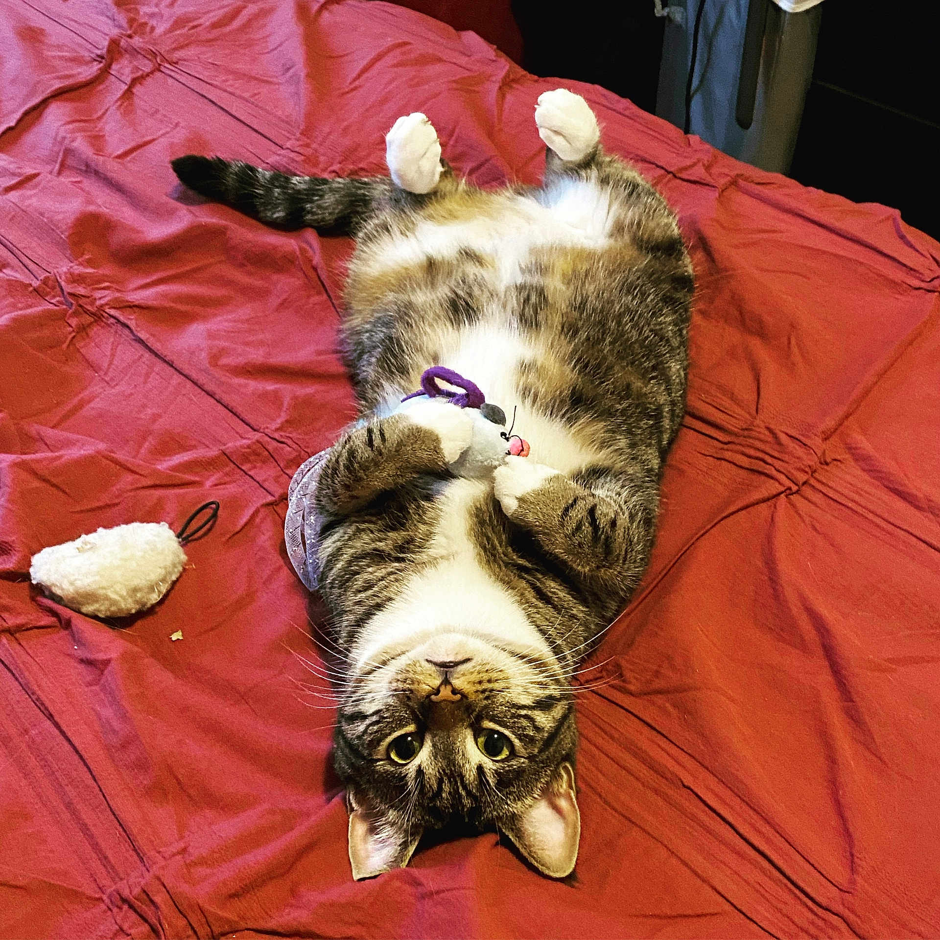 Tigger joined the competition — help win amazing prizes! cat, tabby, pet, toy_mouse, bed, blanket, indoor, fur, whiskers, paws, playful, lying_down, cute, animal, domestic_cat, relaxed, striped, feline, bedspread, resting