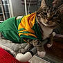 Tigger joined the competition — help win amazing prizes! cat, tabby_cat, pet, indoor, jersey, green, yellow, cushion, hammock, window, relaxed, fur, whiskers, paws, animal, cute, domestic, resting, looking, close_up