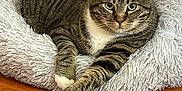 Tigger is registered to the contest to win money with this photo: cat, tabby, pet_bed, fluffy, white_paws, wooden_floor, indoor, relaxed, feline, animal, domestic_cat, resting, cozy, fur, whiskers, ears, eyes, paws, cute, portrait