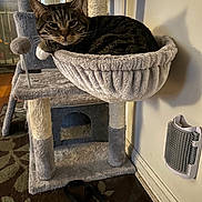 Tigger joined the competition — help win amazing prizes! cat, tabby_cat, cat_tree, hammock, indoor, pet, furniture, toy, pom_pom, carpet, wall, self_groomer, relaxed, feline, animal, household, cozy, gray, beige, soft