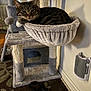 cat, tabby_cat, cat_tree, hammock, indoor, pet, furniture, toy, pom_pom, carpet, wall, self_groomer, relaxed, feline, animal, household, cozy, gray, beige, soft