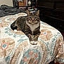 Tigger is registered to the contest to win money with this photo: cat, tabby_cat, bed, bedspread, floral_pattern, furniture, dresser, bookshelf, books, indoor, pet, animal, wooden_floor, blanket, resting, looking_at_camera, domestic, cozy, living_space, household_items