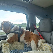 Ralph is registered to the contest to win money with this photo: blanket, brown_and_white_dog, car_interior, car_seat, daytime, dog, dog_harness, fluffy, greenery_outside, leisure, pet, pet_bed, porsche_logo, rainy_weather, road_trip, seatbelt, side_view, travel, vehicle, window