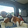 blanket, brown_and_white_dog, car_interior, car_seat, daytime, dog, dog_harness, fluffy, greenery_outside, leisure, pet, pet_bed, porsche_logo, rainy_weather, road_trip, seatbelt, side_view, travel, vehicle, window