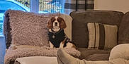 Ralph is registered to the contest to win money with this photo: blanket, car, cavalier_king_charles_spaniel, couch, cozy, curtain, cushion, dog, feet, fur, furniture, home, indoor, living_room, person, pet, relaxation, sitting, sock, window
