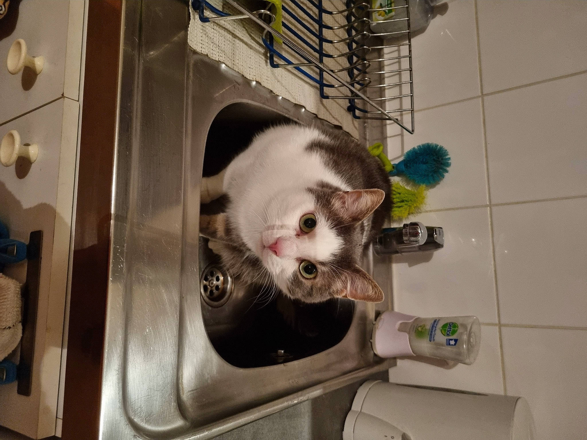 Billy participe au concours pour gagner de l'argent avec cette photo : animal_shelter, canidae, carnivore, cat, companion_dog, dog_breed, domestic_short_haired_cat, fang, fawn, felidae, fur, gas, kitchen_appliance, machine, paw, pet_supply, photo_caption, small_to_medium_sized_cats, tail, whiskers