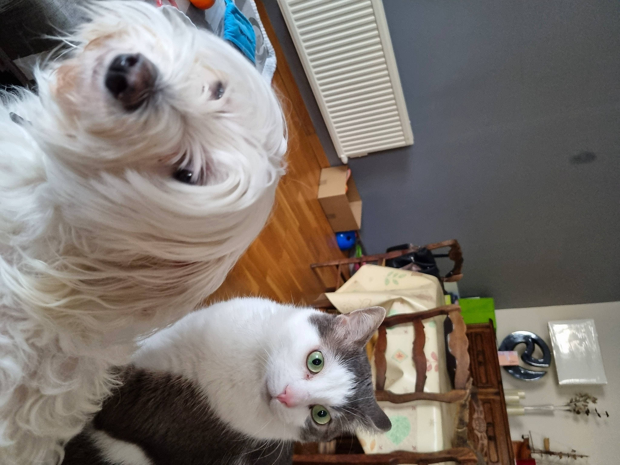 June a rejoint le concours — aidez-le/la à gagner de superbes lots ! canidae, carnivore, cat, companion_dog, dog, dog_breed, domestic_short_haired_cat, fawn, felidae, fur, mammal, small_terrier, small_to_medium_sized_cats, snout, sporting_group, tail, toy_dog, vertebrate, whiskers, working_animal