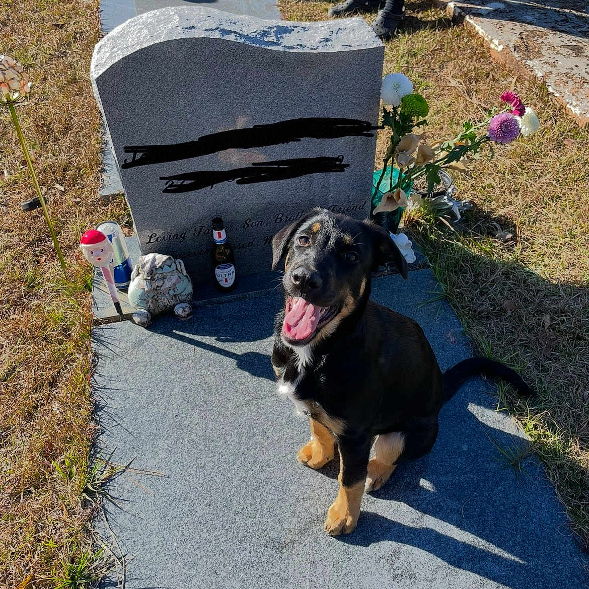 Kona joined the competition — help win amazing prizes! animal, boy, canine, child, clothing, cross, dog, footwear, gravestone, male, outdoors, path, person, pet, puppy, rock, shoe, symbol, tomb, walkway