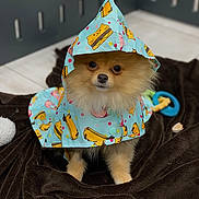 Peewee joined the competition — help win amazing prizes! dog, pomeranian, raincoat, blue, cute, pet, animal, fur, blanket, indoor, toy, hood, sitting, small_dog, canine, expression, eyes, floor, pattern, playful