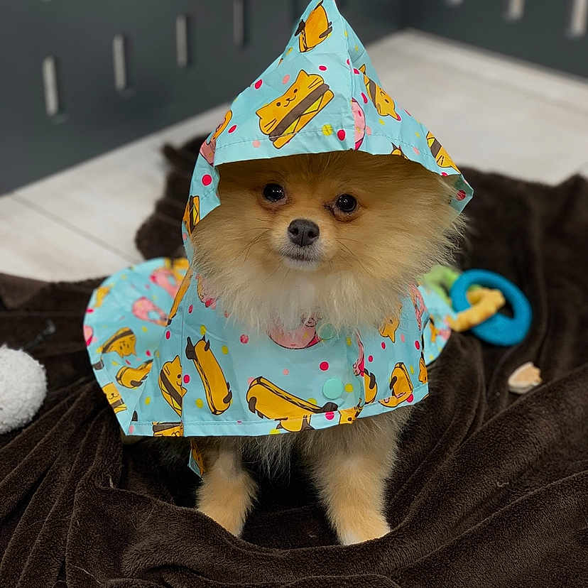 Peewee joined the competition — help win amazing prizes! animal, blanket, blue, canine, cute, dog, expression, eyes, floor, fur, hood, indoor, pattern, pet, playful, pomeranian, raincoat, sitting, small_dog, toy