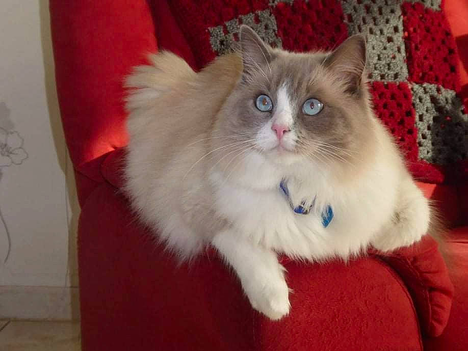 Pasha participe au concours pour gagner de l'argent avec cette photo : british_longhair, carnivore, cat, eye, fawn, felidae, fur, hair, head, iris, natural_material, paw, ragdoll, small_to_medium_sized_cats, snout, tail, whiskers