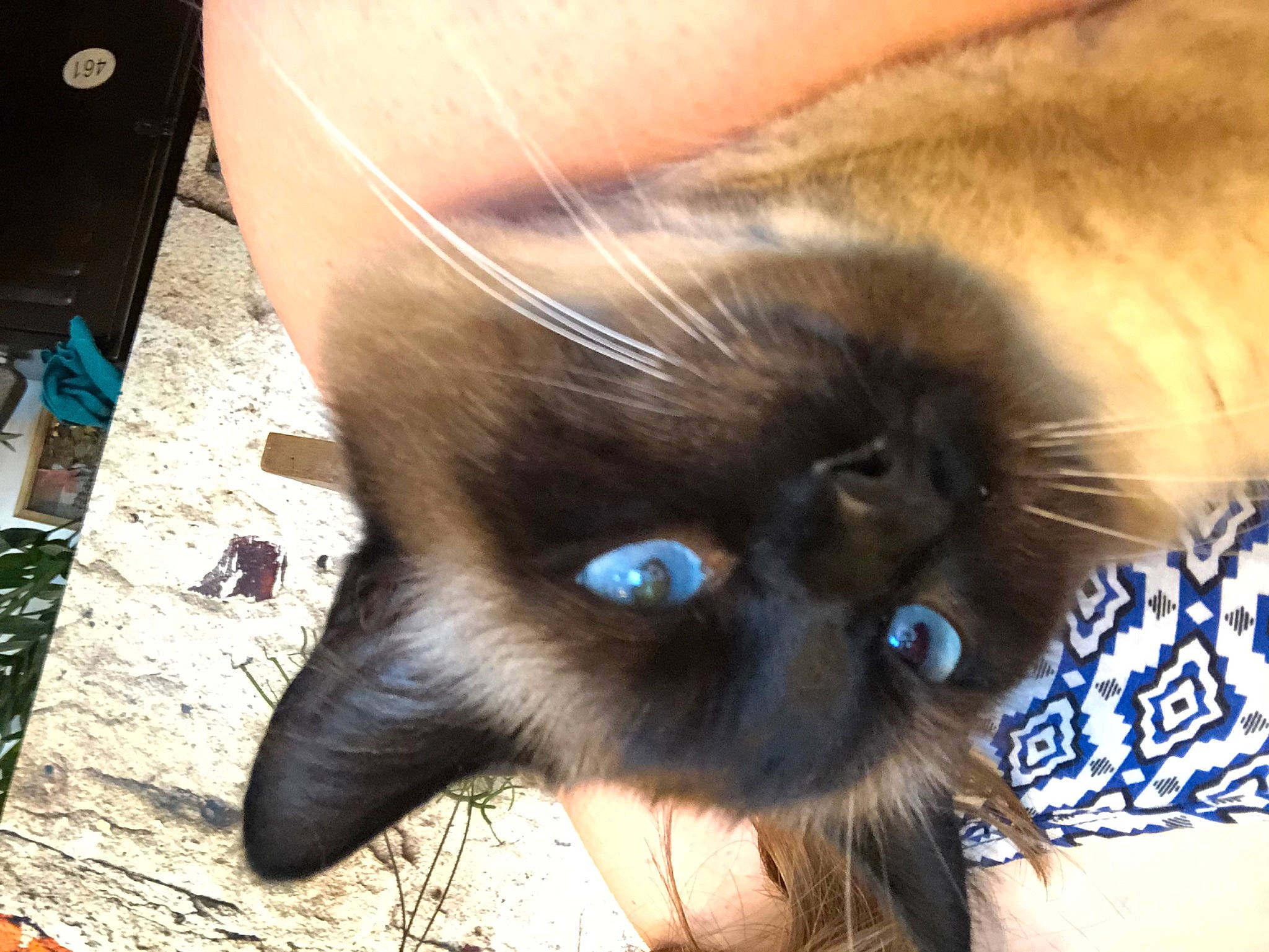 Léon a rejoint le concours — aidez-le/la à gagner de superbes lots ! balinese, birman, black_cat, burmese, carnivore, cat, domestic_long_haired_cat, ear, eye, fawn, felidae, himalayan, iris, mammal, siamese, small_to_medium_sized_cats, snout, thai, tonkinese, whiskers