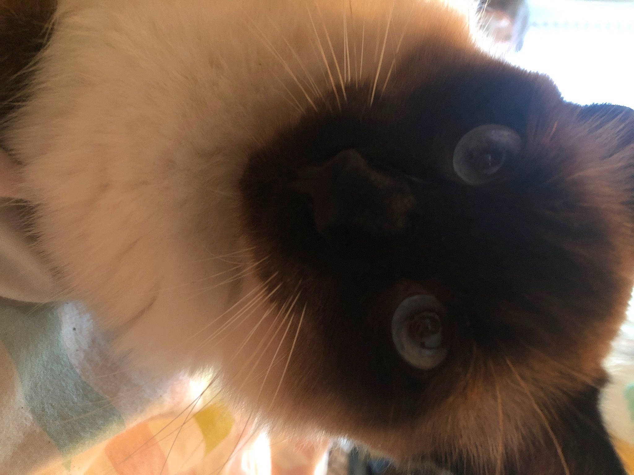 Léon a rejoint le concours — aidez-le/la à gagner de superbes lots ! balinese, birman, canidae, carnivore, cat, close_up, fawn, felidae, fur, himalayan, nose, siamese, small_to_medium_sized_cats, snout, tail, whiskers