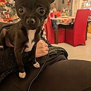 Scooby participe au concours pour gagner de l'argent avec cette photo : puppy, dog, black_and_white, small_dog, indoor, person, lap, furniture, chair, table, decorations, living_room, cozy, curious, pet, animal, cute, home, indoors, seated