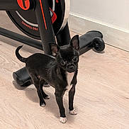Scooby participe au concours pour gagner de l'argent avec cette photo : alert, animal, black_dog, chihuahua, companion, curious, cute, dog, ears_up, exercise_equipment, floor, indoor, light_wood_floor, pet, small_dog, standing, wheel, white_chest, white_paws, young_dog