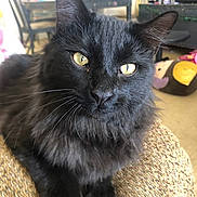 Boomer joined the competition — help win amazing prizes! black_cat, cat, pet, indoor, feline, yellow_eyes, fur, whiskers, close_up, animal, cute, relaxed, looking_at_camera, domestic_cat, mammal, sitting, household, furniture, cozy, texture