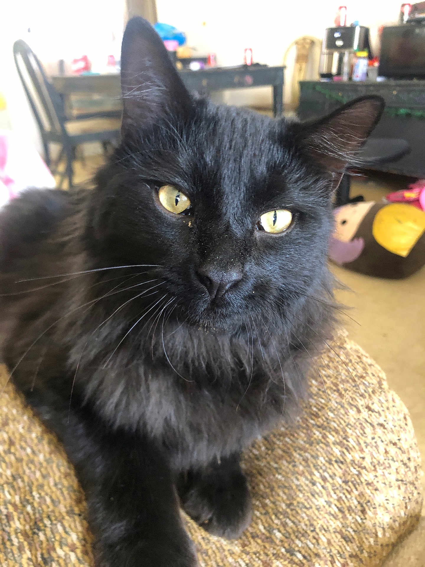 Boomer joined the competition — help win amazing prizes! black_cat, cat, pet, indoor, feline, yellow_eyes, fur, whiskers, close_up, animal, cute, relaxed, looking_at_camera, domestic_cat, mammal, sitting, household, furniture, cozy, texture
