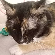 Cal is registered to the contest to win money with this photo: cat, tortoiseshell, sleeping, close_up, pet, animal, fur, whiskers, paw, resting, indoor, cute, mammal, calm, domestic, face, soft, relaxed, feline, cozy