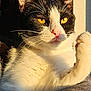 cat, tuxedo_cat, close_up, paw, whiskers, sunlight, golden_eyes, fur, pet, animal, cute, relaxed, indoor, portrait, mammal, feline, soft_texture, resting, focused, warm_light