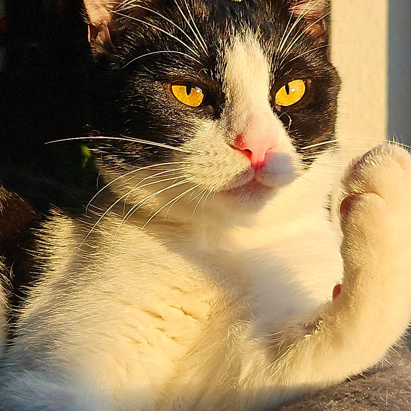 Neméa a rejoint le concours — aidez-le/la à gagner de superbes lots ! animal, cat, close_up, cute, feline, focused, fur, golden_eyes, indoor, mammal, paw, pet, portrait, relaxed, resting, soft_texture, sunlight, tuxedo_cat, warm_light, whiskers
