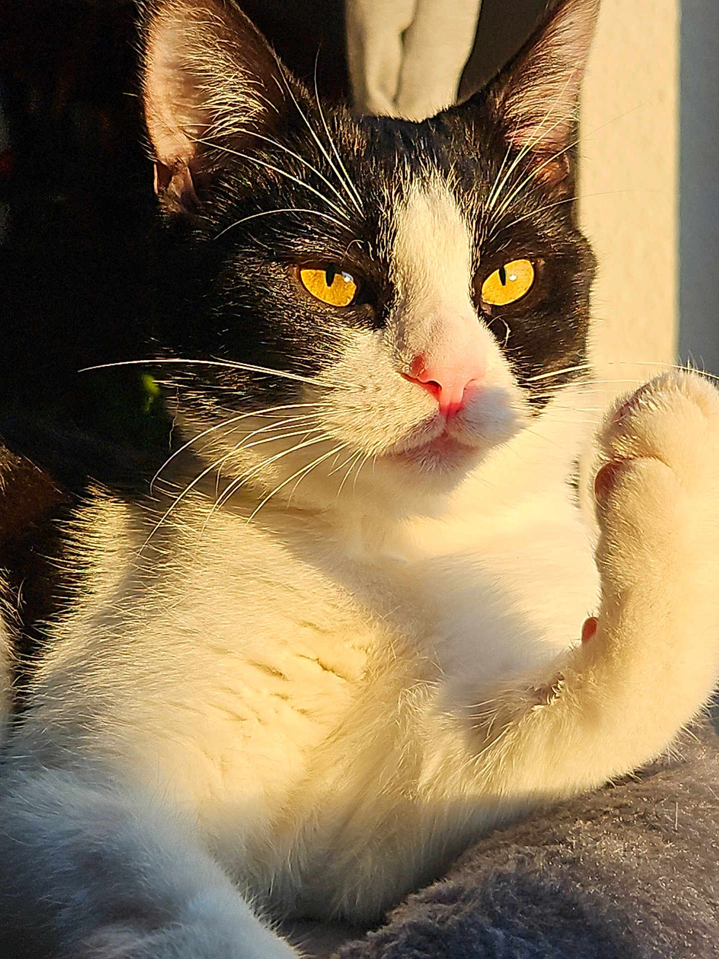 Neméa a rejoint le concours — aidez-le/la à gagner de superbes lots ! cat, tuxedo_cat, close_up, paw, whiskers, sunlight, golden_eyes, fur, pet, animal, cute, relaxed, indoor, portrait, mammal, feline, soft_texture, resting, focused, warm_light
