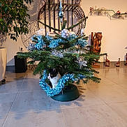 Neméa a rejoint le concours — aidez-le/la à gagner de superbes lots ! cat, christmas_tree, tinsel, indoor, decorations, holiday, plant, floor, tile, furniture, statue, giraffe_figurine, potted_plant, black_and_white, curious, cozy, living_room, ornaments, greenery, festive