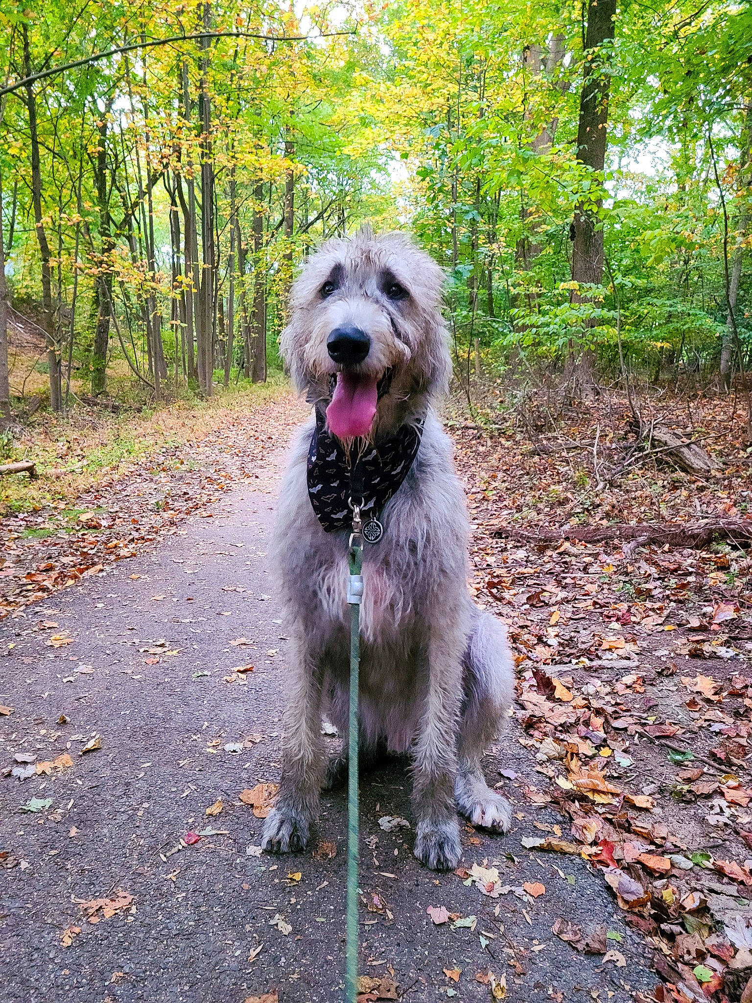 Finn joined the competition — help win amazing prizes! canidae, carnivore, companion_dog, dog, dog_breed, dog_supply, dog_walking, fence, hunting_dog, leash, plant, road_surface, slovakian_rough_haired_pointer, soil, tail, terrier, tree, woodland, working_dog