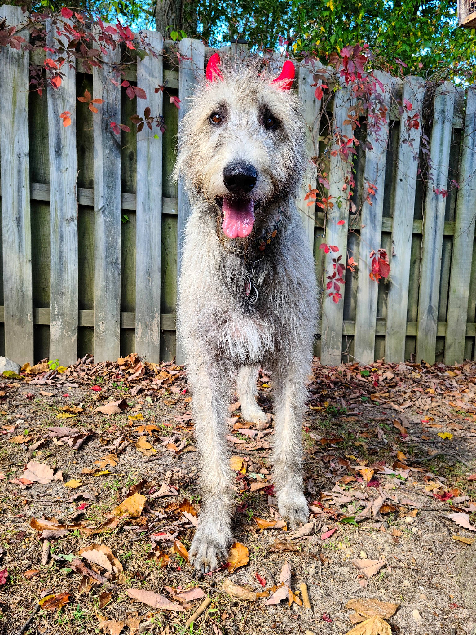 Finn is registered to the contest to win money with this photo: canidae, carnivore, collar, companion_dog, dog, dog_breed, dog_collar, dog_supply, fence, grass, home_fencing, non_sporting_group, picket_fence, plant, small_terrier, terrier, water_dog, wood, working_animal, working_dog