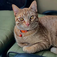 Rufus joined the competition — help win amazing prizes! cat, orange_tabby, pet, collar, bell, feline, animal, indoor, couch, green_couch, close_up, portrait, whiskers, ears, paw, fur, relaxed, alert, domestic_cat, cute