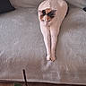 animal, black_fur, calico_cat, cat, couch, furniture, green_eyes, home, houseplant, indoor, lying_down, orange_fur, paws, pet, relaxing, sofa, stretching, whiskers, white_fur, wood_floor