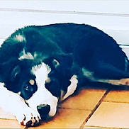 Scott a rejoint le concours — aidez-le/la à gagner de superbes lots ! animal, appenzeller, ball, bostonbull, bulldog, canine, cat, collie, dog, hound, husky, labradorretriever, person, pet, puppy, saintbernard, snout, sport, tennis, tennisball