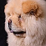 Venom participe au concours pour gagner de l'argent avec cette photo : dog, chow_chow, fluffy, profile, tongue_out, pet, animal, mammal, fur, cute, portrait, studio, close_up, adorable, canine, domestic_animal, head, face, side_view, furry