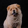 dog, puppy, chow_chow, fluffy, tongue, sitting, pet, animal, cute, furry, portrait, studio, black_background, adorable, young, mammal, companion, domestic_animal, fur, canine