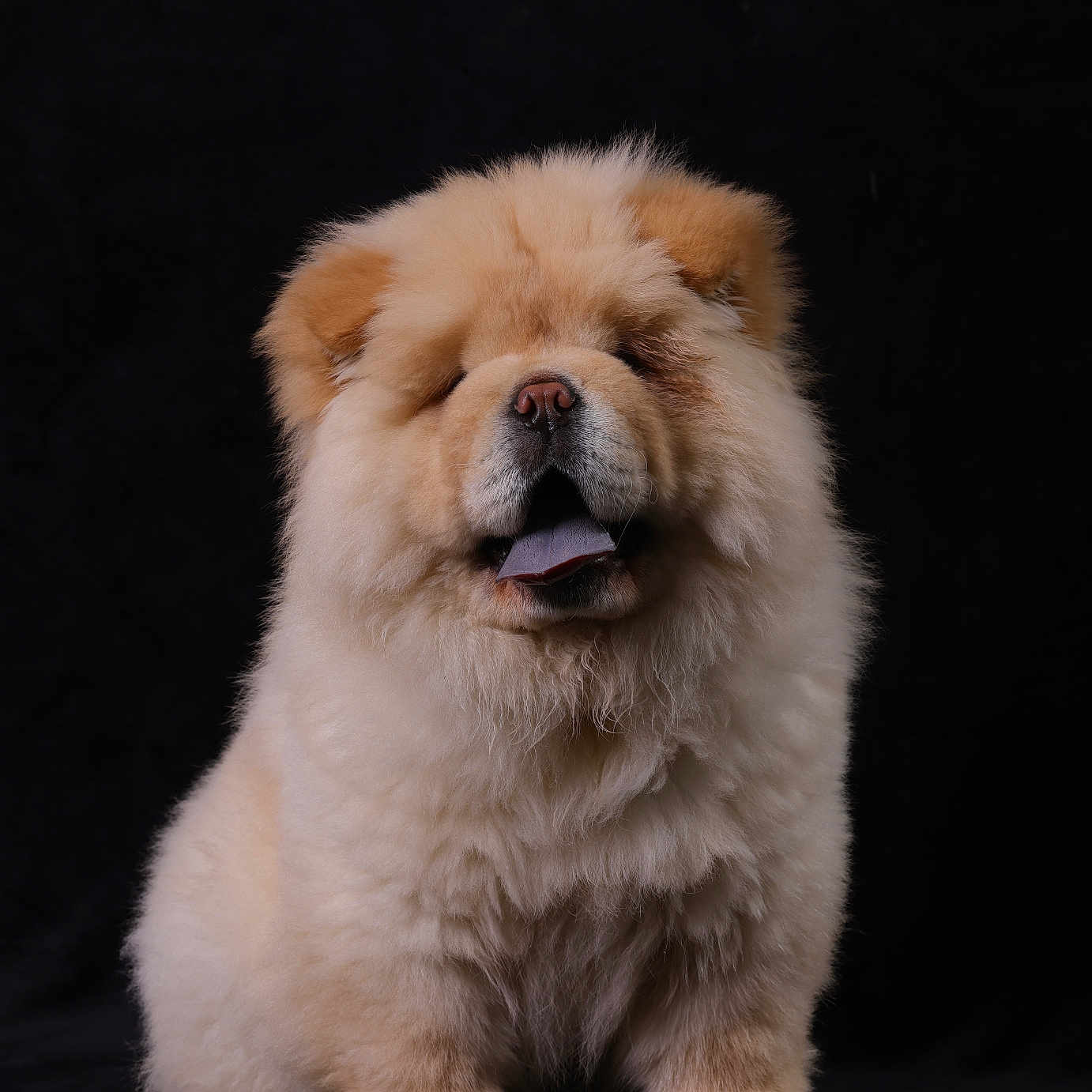 Venom participe au concours pour gagner de l'argent avec cette photo : dog, puppy, chow_chow, fluffy, tongue, sitting, pet, animal, cute, furry, portrait, studio, black_background, adorable, young, mammal, companion, domestic_animal, fur, canine