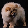 dog, chow_chow, fluffy, fur, tongue_out, pet, animal, cute, studio, black_background, portrait, standing, mammal, canine, furry, companion, domestic_animal, adorable, soft, cute_pet