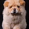 dog, puppy, chow_chow, fluffy, fur, animal, pet, cute, portrait, studio, mammal, standing, adorable, face, nose, ears, black_background, furry, young, domestic_animal