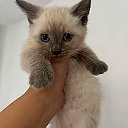 Chanel a rejoint le concours — aidez-le/la à gagner de superbes lots ! kitten, cat, siamese, fur, paw, hand, pet, animal, cute, feline, indoor, young, portrait, whiskers, ears, eyes, mammal, soft, fluffy, domestic