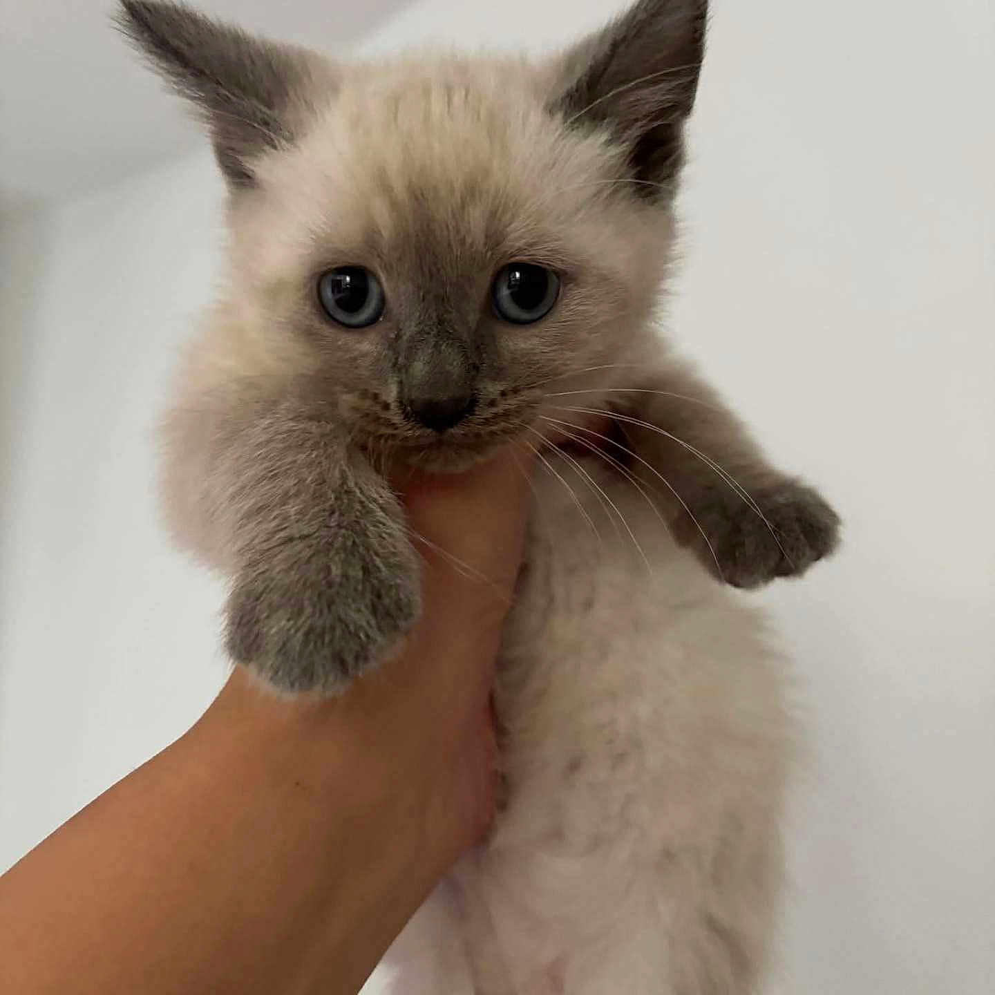 Chanel a rejoint le concours — aidez-le/la à gagner de superbes lots ! animal, cat, cute, domestic, ears, eyes, feline, fluffy, fur, hand, indoor, kitten, mammal, paw, pet, portrait, siamese, soft, whiskers, young