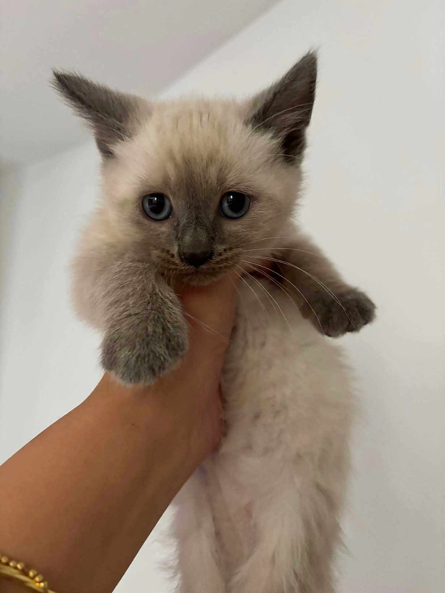 Chanel a rejoint le concours — aidez-le/la à gagner de superbes lots ! kitten, cat, siamese, fur, paw, hand, pet, animal, cute, feline, indoor, young, portrait, whiskers, ears, eyes, mammal, soft, fluffy, domestic