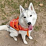 Vikye participe au concours pour gagner de l'argent avec cette photo : dog, siberian_husky, pet, animal, canine, outdoor, grass, dirt, tongue_out, jacket, orange_clothing, cute, fur, ears, tail, sitting, looking_up, friendly, happy, nature