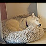 dog, husky, sleeping, dog_bed, cozy, indoor, pet, fur, resting, corner, shaggy, calm, domestic_animal, animal, mammal, collar, quiet, comfortable, laying_down, peaceful