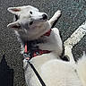 Vikye a rejoint le concours — aidez-le/la à gagner de superbes lots ! dog, white_dog, leash, harness, asphalt, outdoor, pet, canine, fur, paw, road_marking, sunlight, shadow, animal, companion, resting, cute, friendly, alert, walking
