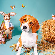 Tesla a rejoint le concours — aidez-le/la à gagner de superbes lots ! beagle, puppy, dog, butterflies, stuffed_animals, bunny, toy, straw, blue_background, cute, animal, pet, studio, playful, spring, decorative, fluffy, ears, sitting, whimsical