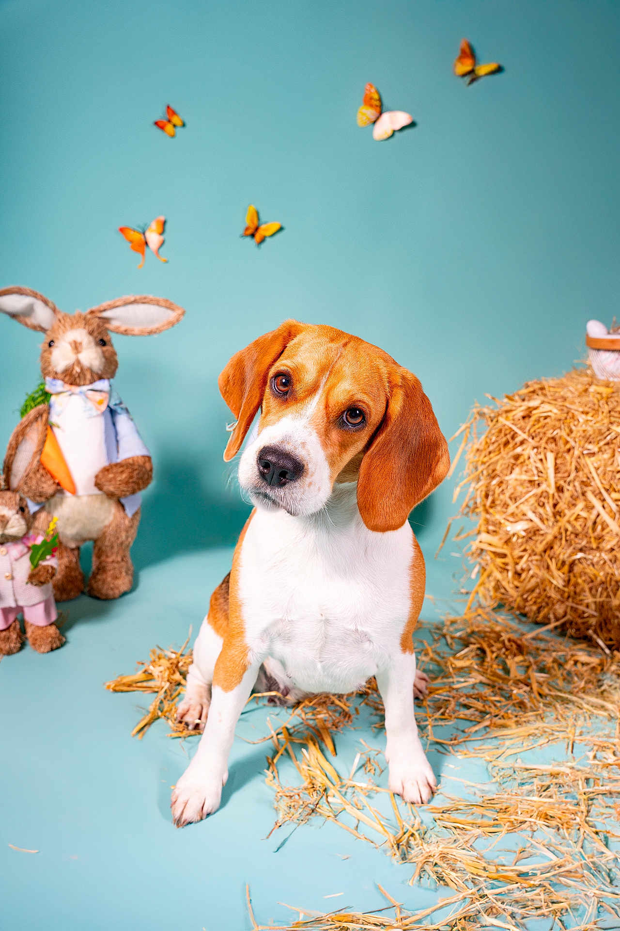 Tesla a rejoint le concours — aidez-le/la à gagner de superbes lots ! beagle, puppy, dog, butterflies, stuffed_animals, bunny, toy, straw, blue_background, cute, animal, pet, studio, playful, spring, decorative, fluffy, ears, sitting, whimsical