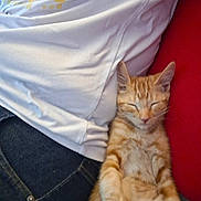 Mango is registered to the contest to win money with this photo: casual, cat, close_up, comfort, cozy, cute, domestic_animal, feline, indoor, jeans, kitten, nap, orange_tabby, person, pet, red_cushion, relaxation, resting, sleeping, white_shirt