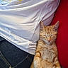 casual, cat, close_up, comfort, cozy, cute, domestic_animal, feline, indoor, jeans, kitten, nap, orange_tabby, person, pet, red_cushion, relaxation, resting, sleeping, white_shirt