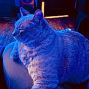 Vanilla Bean is registered to the contest to win money with this photo: cat, pet, feline, indoor, blue_light, relaxing, cozy, fur, whiskers, lap, wood_floor, sofa, blurred_background, domestic_animal, sleepy, side_view, quiet, peaceful, resting, closeup