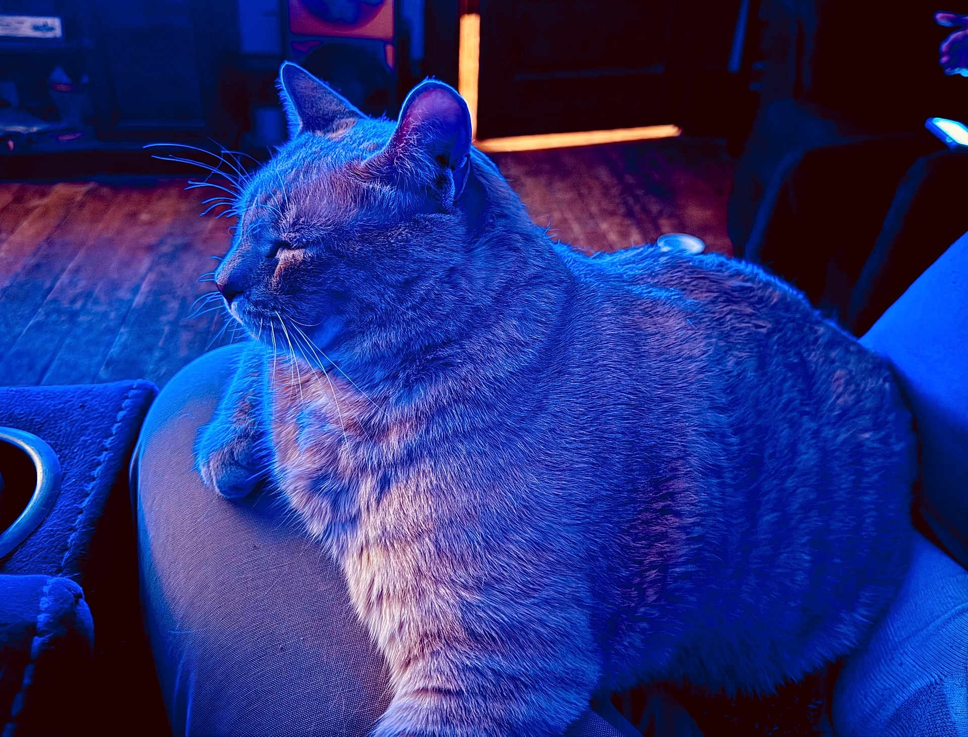 Vanilla Bean is registered to the contest to win money with this photo: cat, pet, feline, indoor, blue_light, relaxing, cozy, fur, whiskers, lap, wood_floor, sofa, blurred_background, domestic_animal, sleepy, side_view, quiet, peaceful, resting, closeup