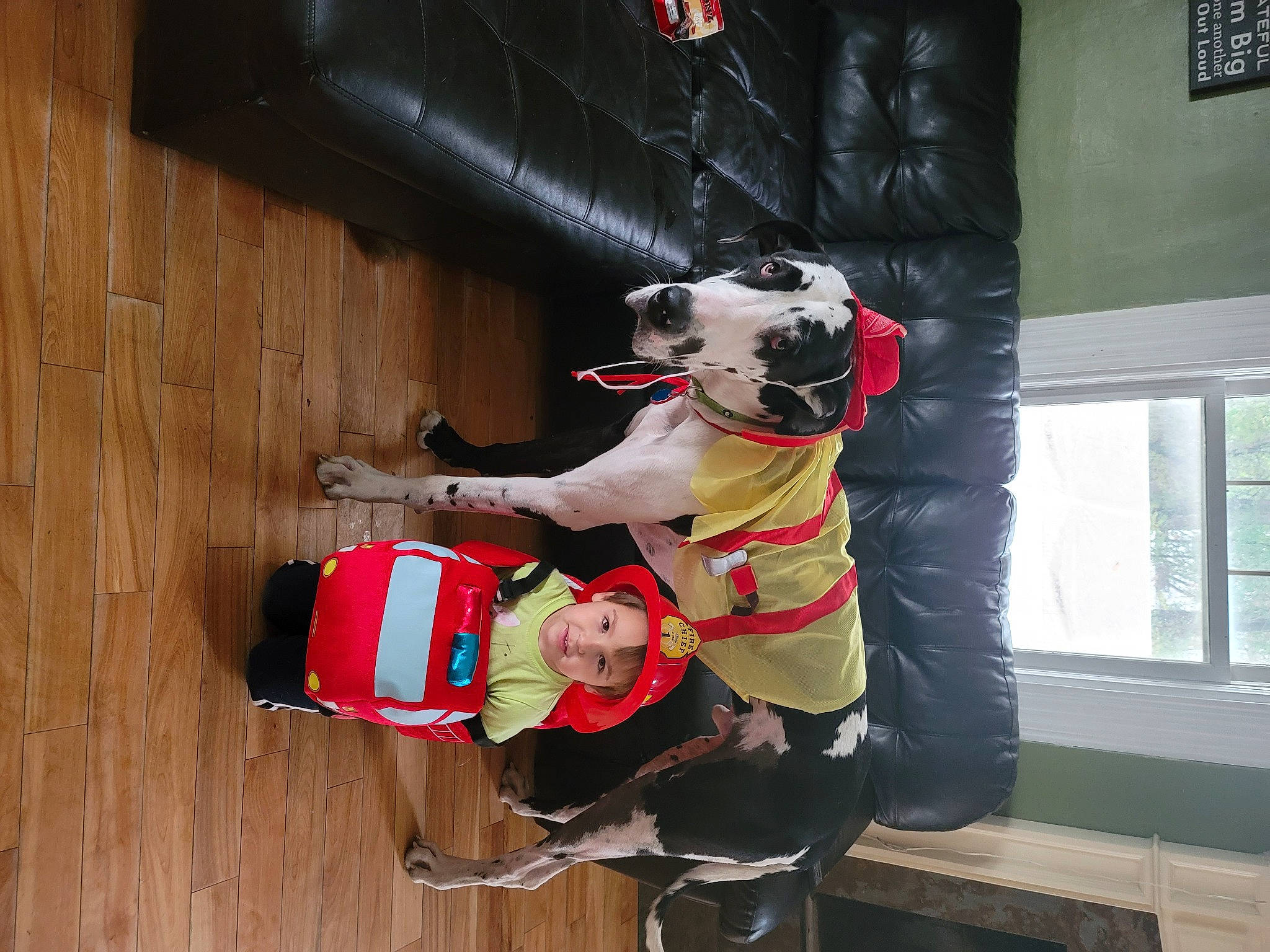 Domino is registered to the contest to win money with this photo: carmine, carnivore, companion_dog, costume, dog, fictional_character, flooring, fun, fur, hardwood, helmet, mascot, personal_protective_equipment, recreation, toddler, window, wood, wood_flooring